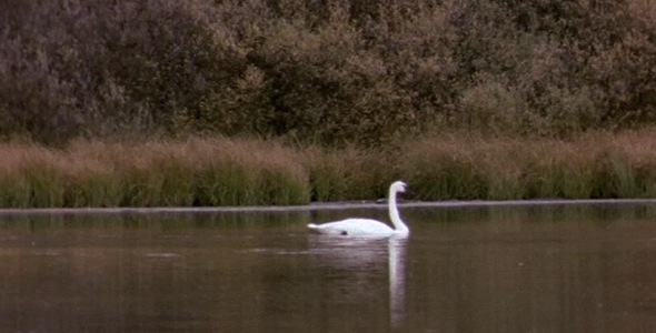 Swan Floats Across Pond