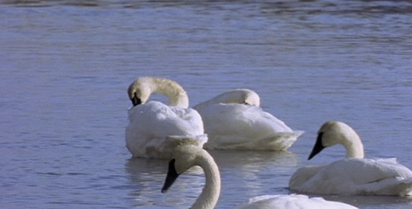 Swans Preening on Water