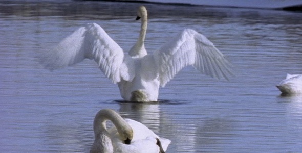 Swans Preening on Water 2