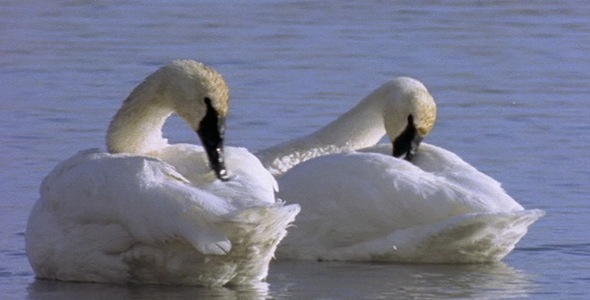 Swans Preening on Water 3