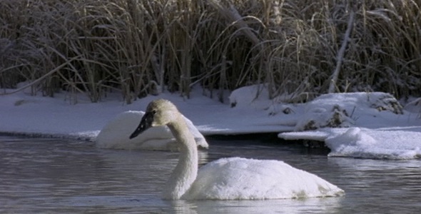 Swans Preening in Winter