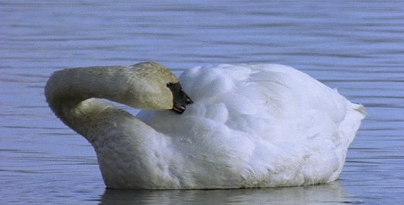 Swan Preening its Feathers
