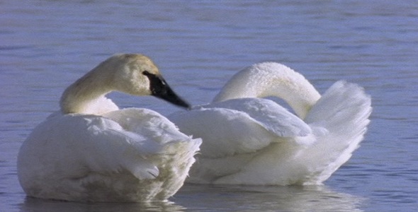 Pair of Swans Preening