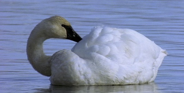 Swan Taking a Nap