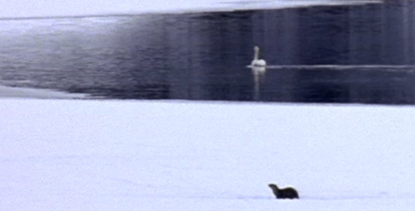 Solo Swan With River Otter in Winter