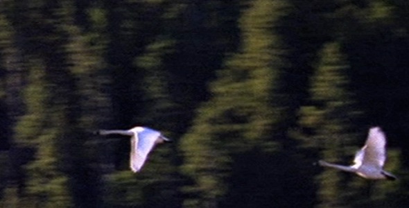 Pair of Swans Flying