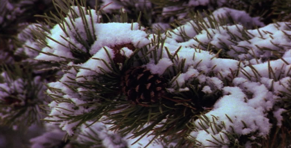 Snow on a Pine Branch 2