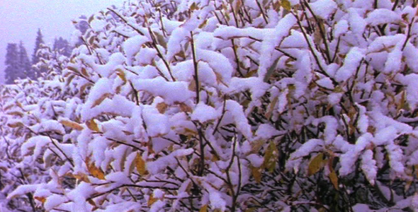 Shrubs Covered in Snow