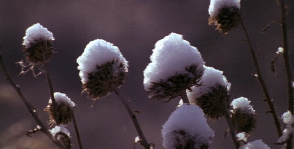 Snow Covered Dormant Flowers