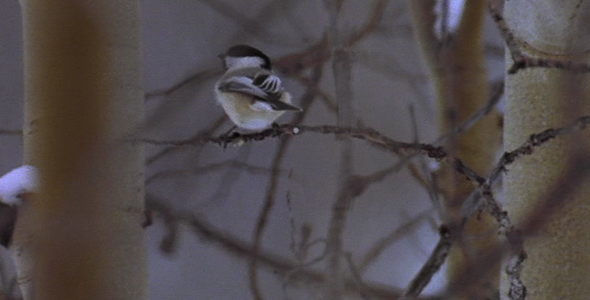Chickadee in a Tree in Winter
