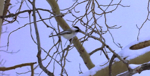 Chickadee in a Tree in Winter 2