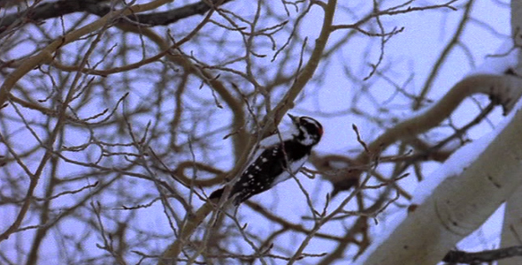 Downy Woodpecker in Tree