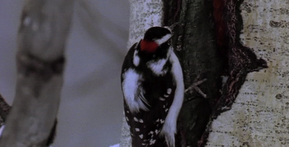 Downy Woodpecker in Tree 3