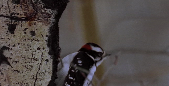 Downy Woodpecker Close Up