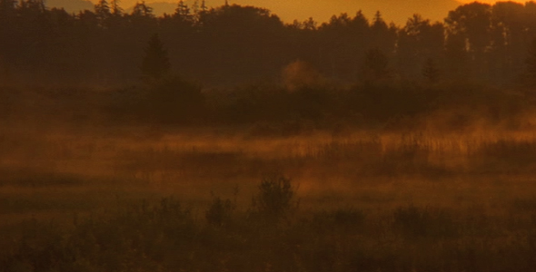 Mist Through Meadow at Sunrise