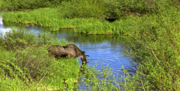 Bull Moose Drinking From Pond
