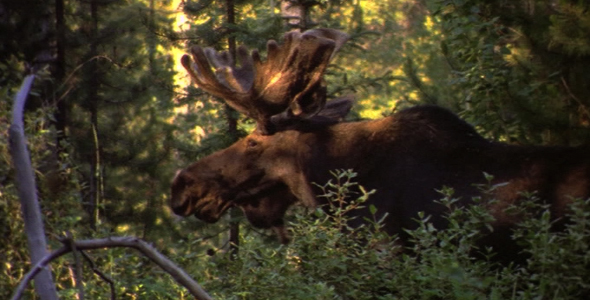 Close up of Bull Moose Feeding