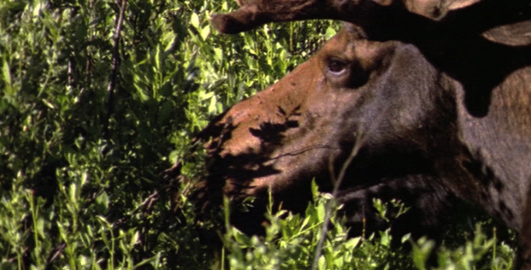 Close up of Bull Moose Feeding 2
