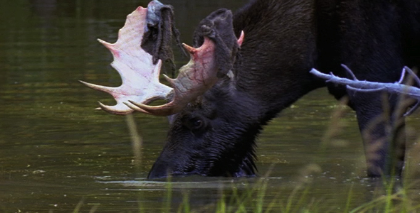 Bull Moose Feeding in Marsh 2
