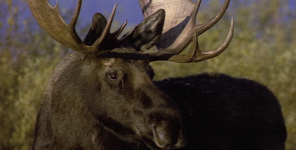 Close up of Bull Moose