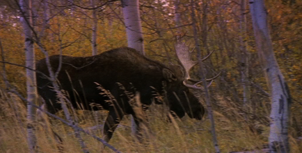 Bull Moose Walking Through Forest