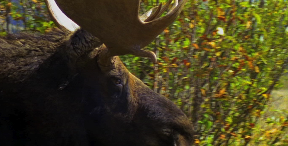 Close up of Bull Moose 2