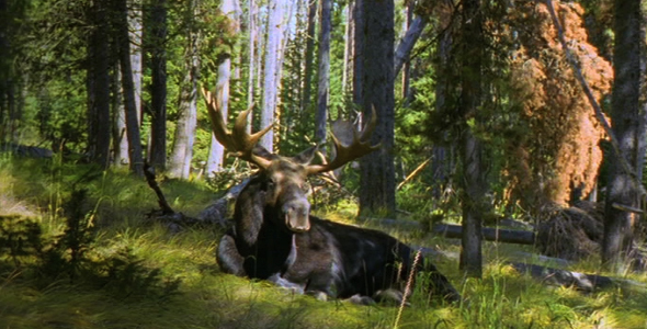 Sitting Bull Moose