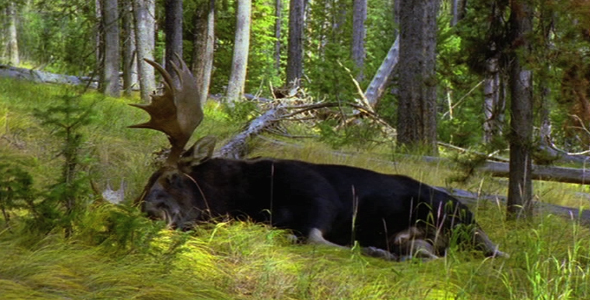 Bull Moose Dozing Off