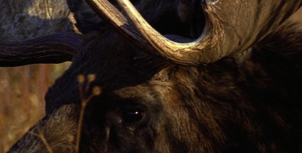 Close up of Bull Moose 4