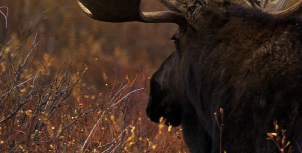 Close up of Bull Moose 5