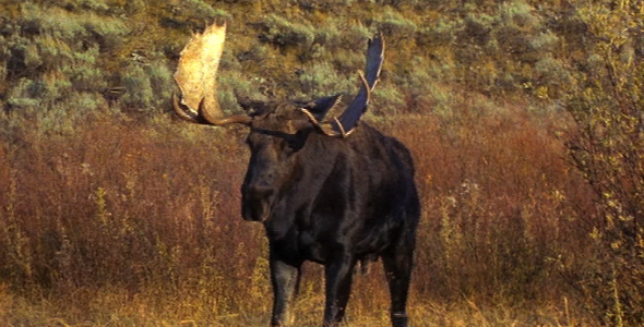 Bull Moose Standing Up 2
