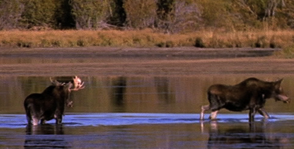 Browsing Moose in Water 2