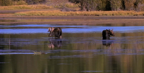 Browsing Moose in Water 3