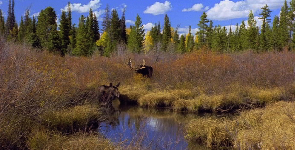 Browsing Moose in Water 5