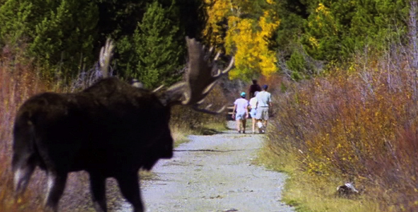 Bull Moose and People 2