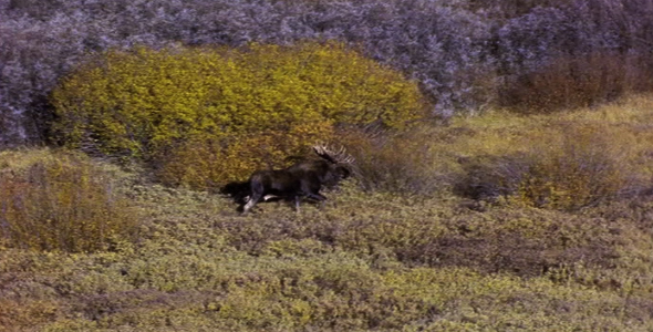 Running Bull Moose