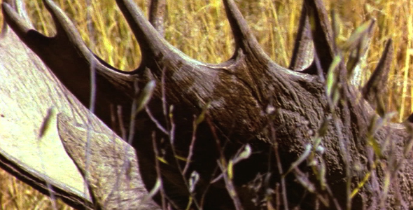 Close up of Moose Antlers