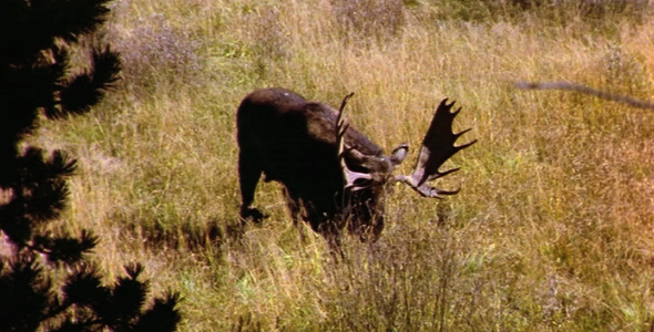 Bull Moose Pawing at Ground 4