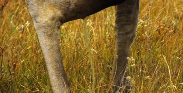 Female Moose Urinating