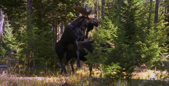 Moose Mating