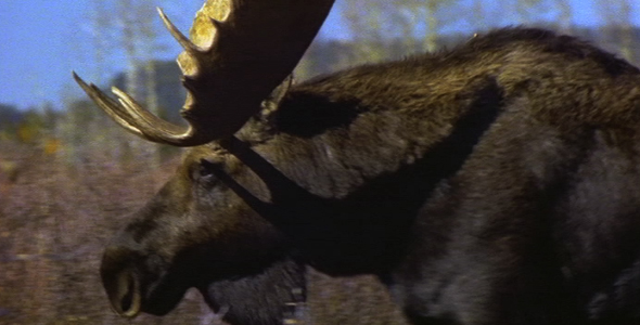 Close up Profile of Walking Bull Moose