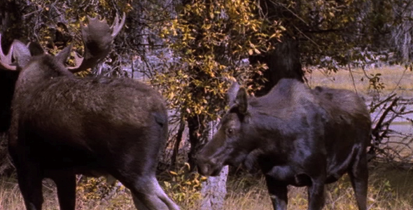 Moose Mating Behavior