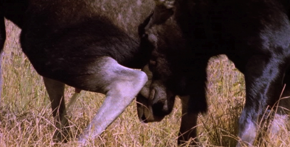 Bull Moose Scent 2 alt