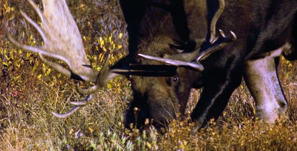 Bull Moose Spreading Scent