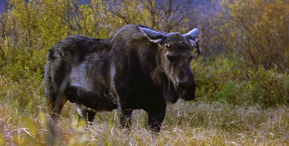 Bull Moose with Broken Antlers 2