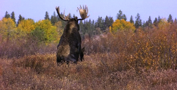 Moose Mating 4