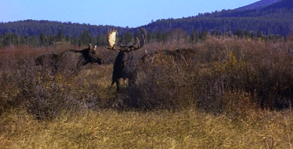 Bull Moose Attracting Two Cows