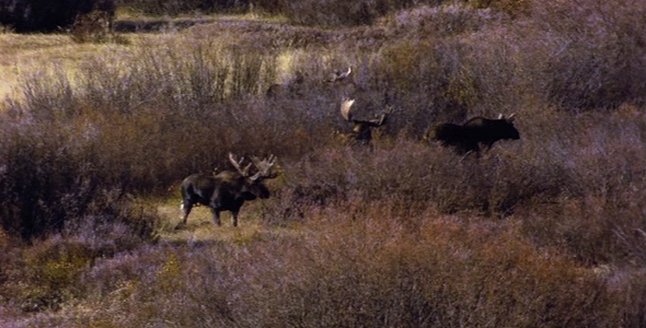 Herd of Moose 3