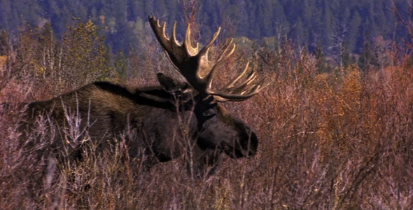 Bull Moose Charges