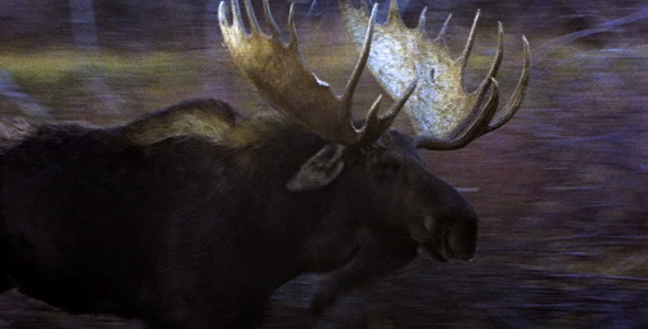 Bull Moose Charges 2